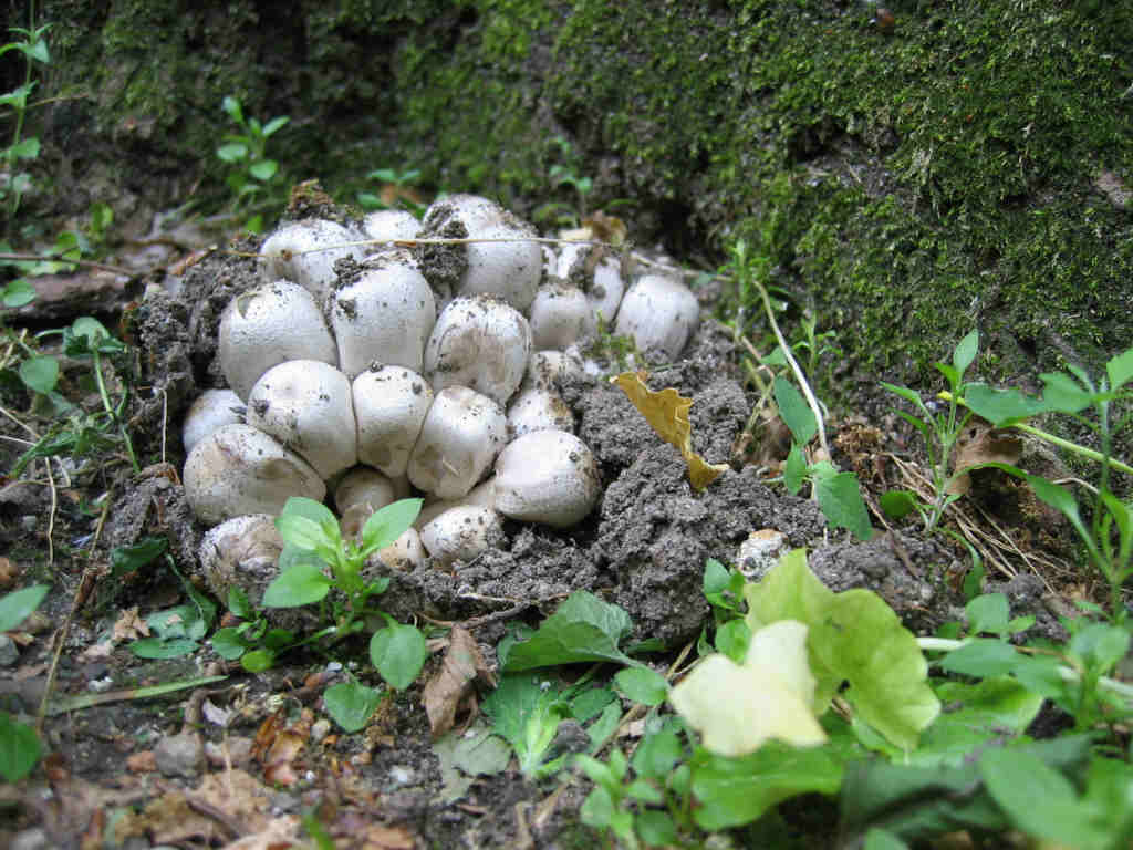 Coprinus atramentarius
